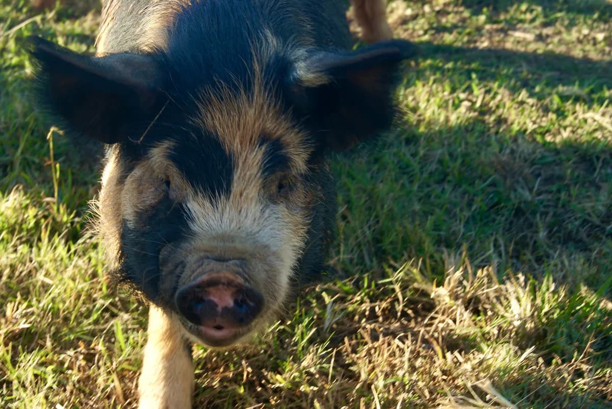 Chubbs - heritage pig at Half Pint Farm in Maryville, TN