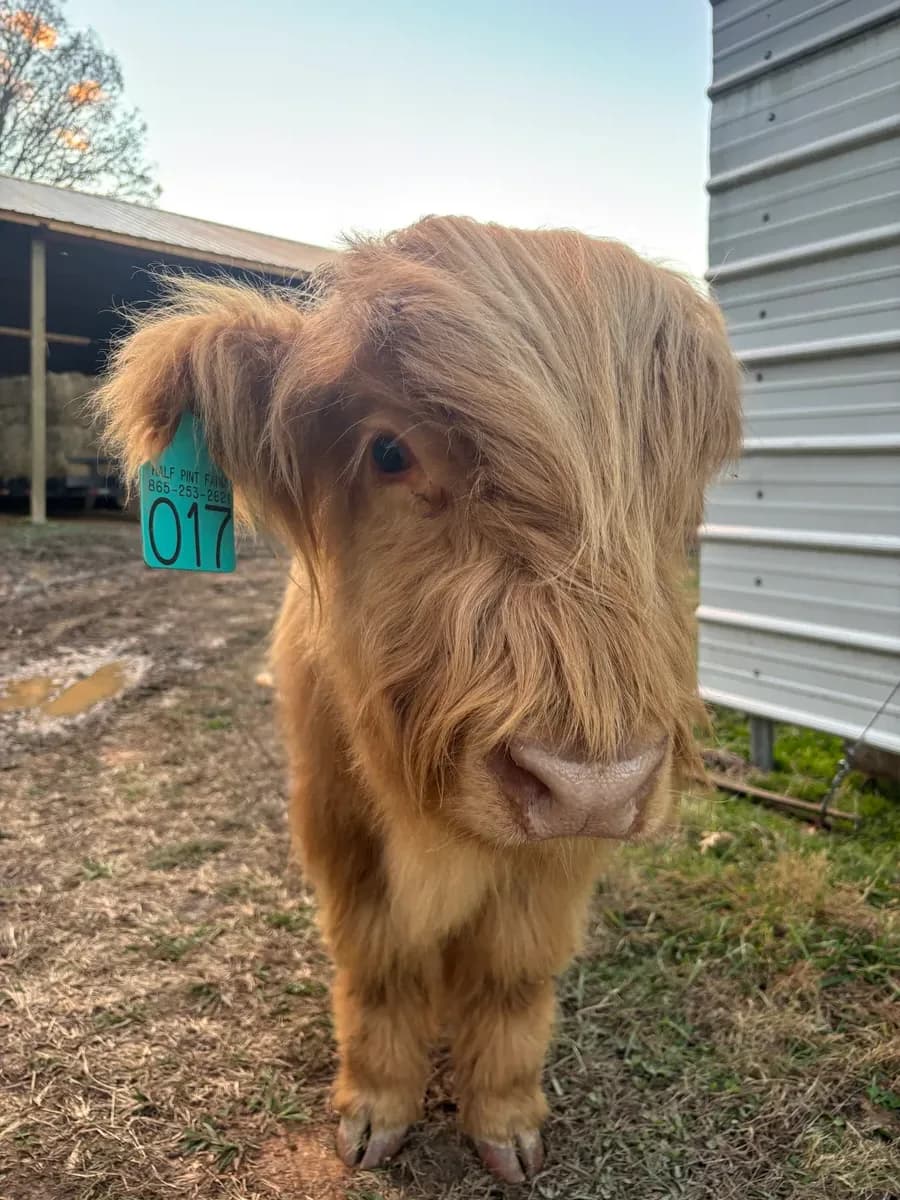 Hooligan - Scottish Highland bull at Half Pint Farm, Tennessee