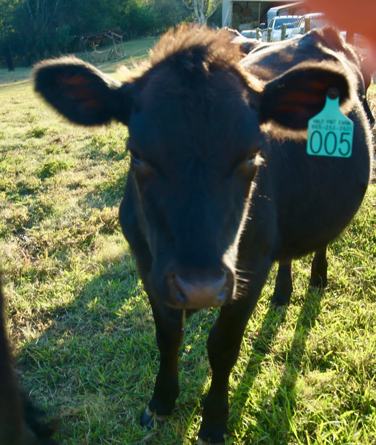 Liberty - Black Angus cow at Half Pint Farm, Tennessee
