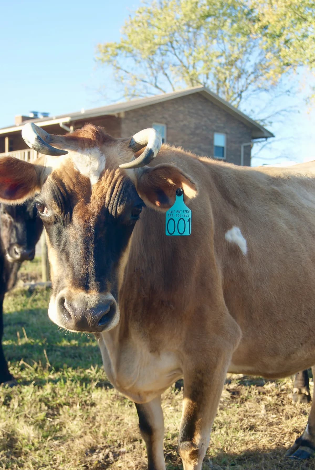 Twinkle (Momma) - Black Angus cow at Half Pint Farm in Maryville, TN