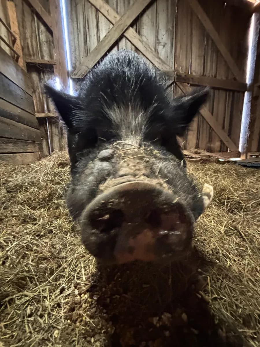 Pig Pig - heritage pig at Half Pint Farm in Maryville, TN