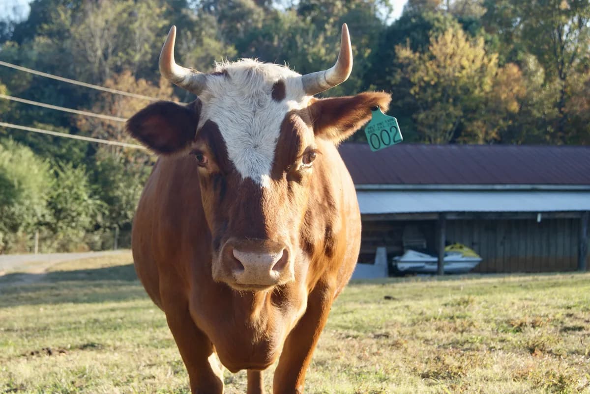 Tinsel - farm cow at Half Pint Farm, Tennessee