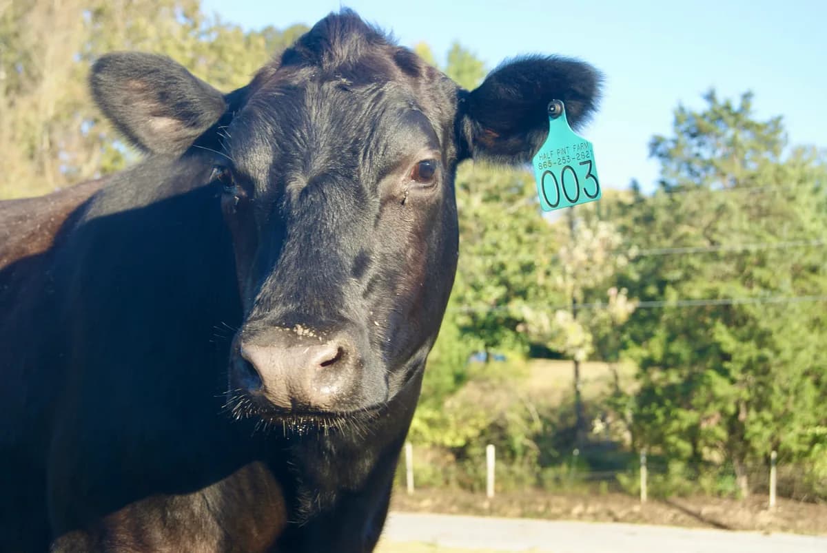 Winnie the Moo - Scottish Highland cattle at Half Pint Farm, Tennessee
