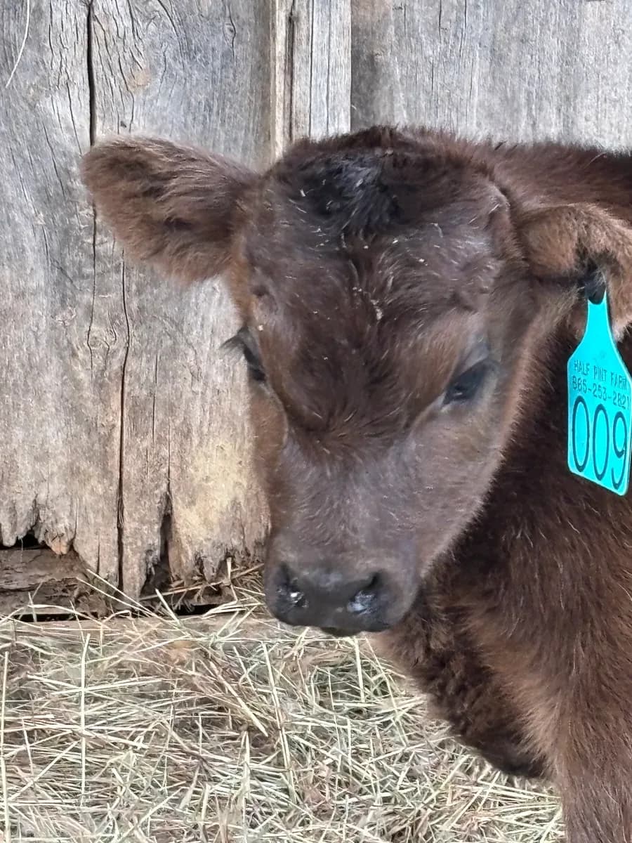 Winter - Black Angus heifer at Half Pint Farm in Maryville, TN