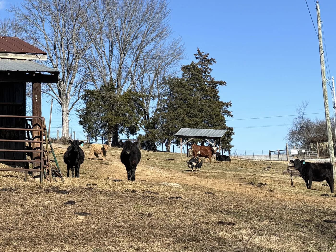 Half Pint Farm in Maryville, Tennessee - family-owned farm with Scottish Highland cattle, Black Angus, and heritage livestock